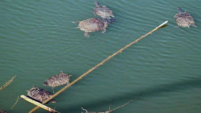 Les tortugues neden per la bassa o prenen el sol en una obra de l'Art & Gavarres