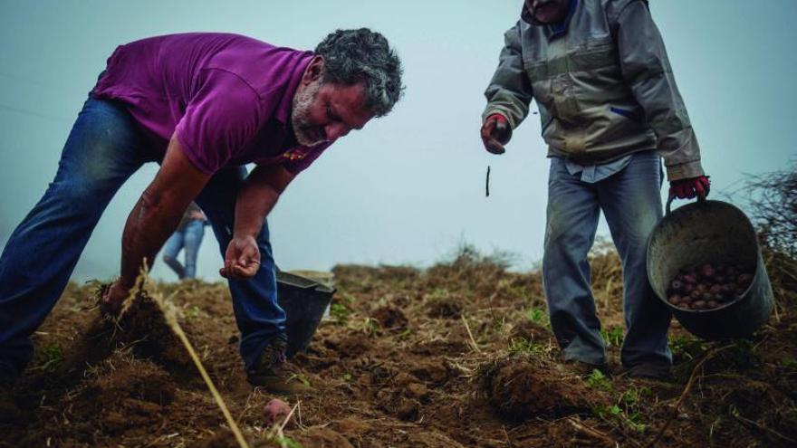 The 400 harvests of the best potatoes in the world