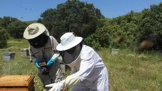 La sequía y el abejaruco reducen un 40 % la producción de miel valenciana