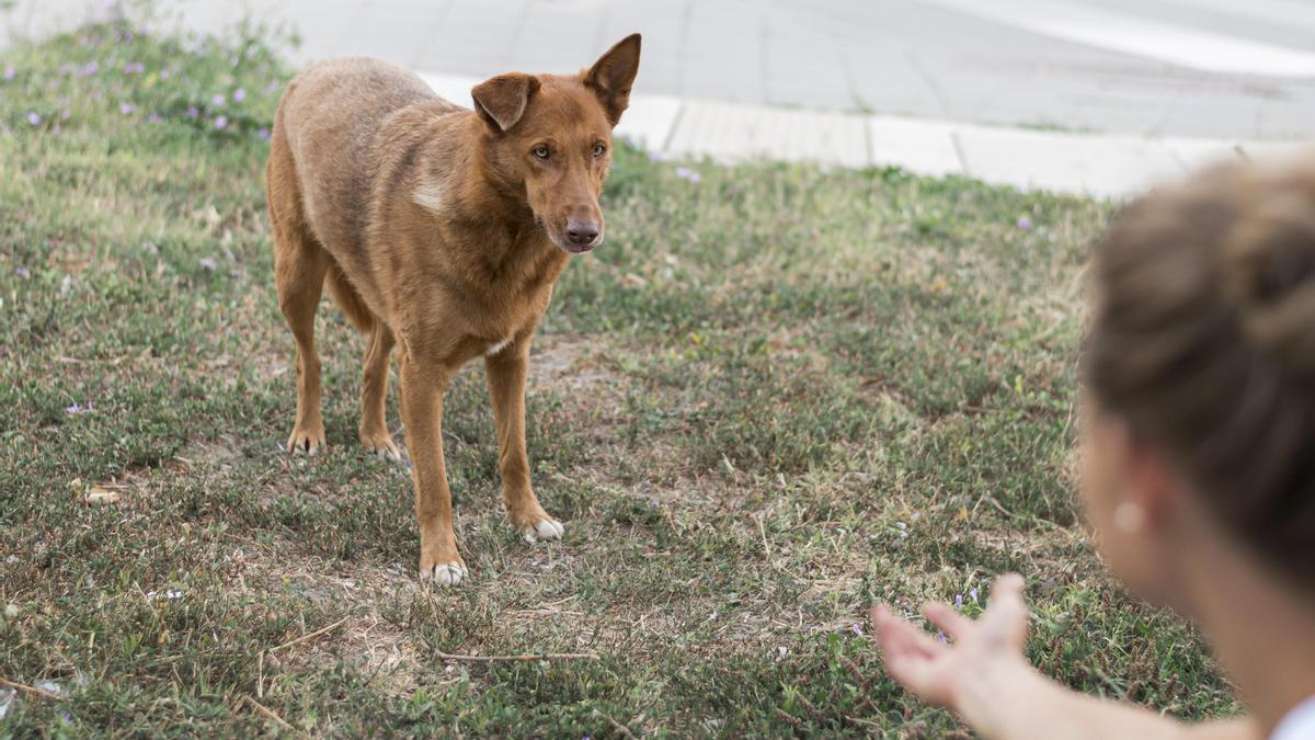 TRUCOS PARA PERROS | ¿Cómo adiestrar a mi perro? Trucos básicos de  educación canina