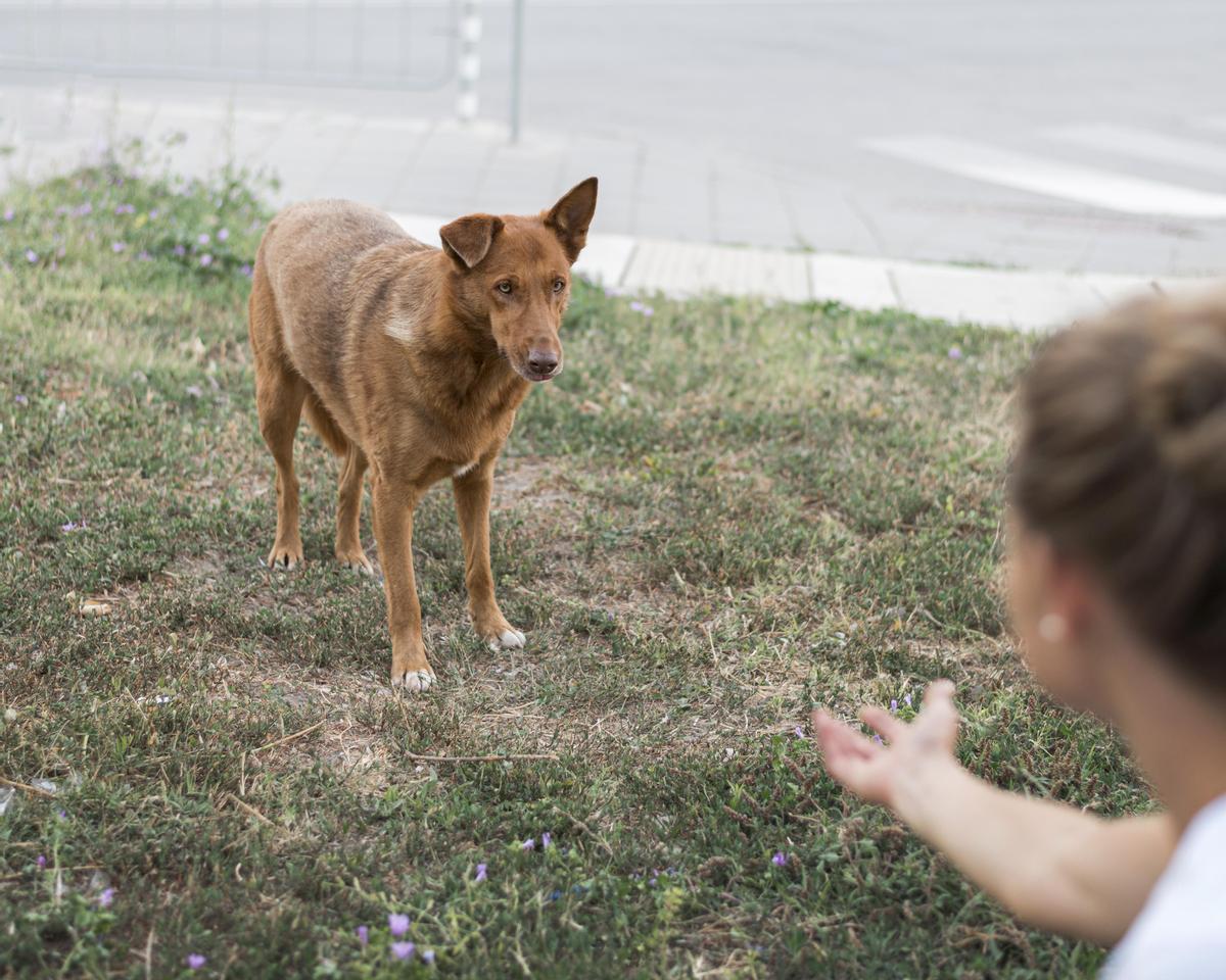 Adiestramiento de perros | ¿Cómo hacer que mi perro venga cuando le llamo?