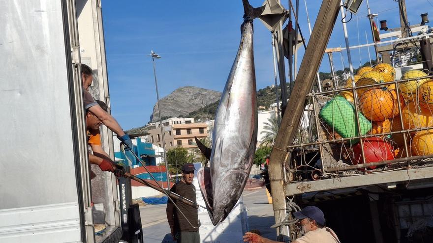 Xàbia, el gran puerto del atún rojo: empiezan a descargar ejemplares de hasta 350 kilos