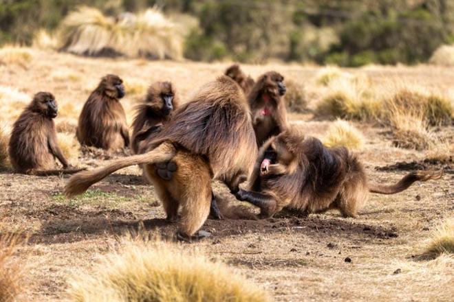 Gelada Babuinos