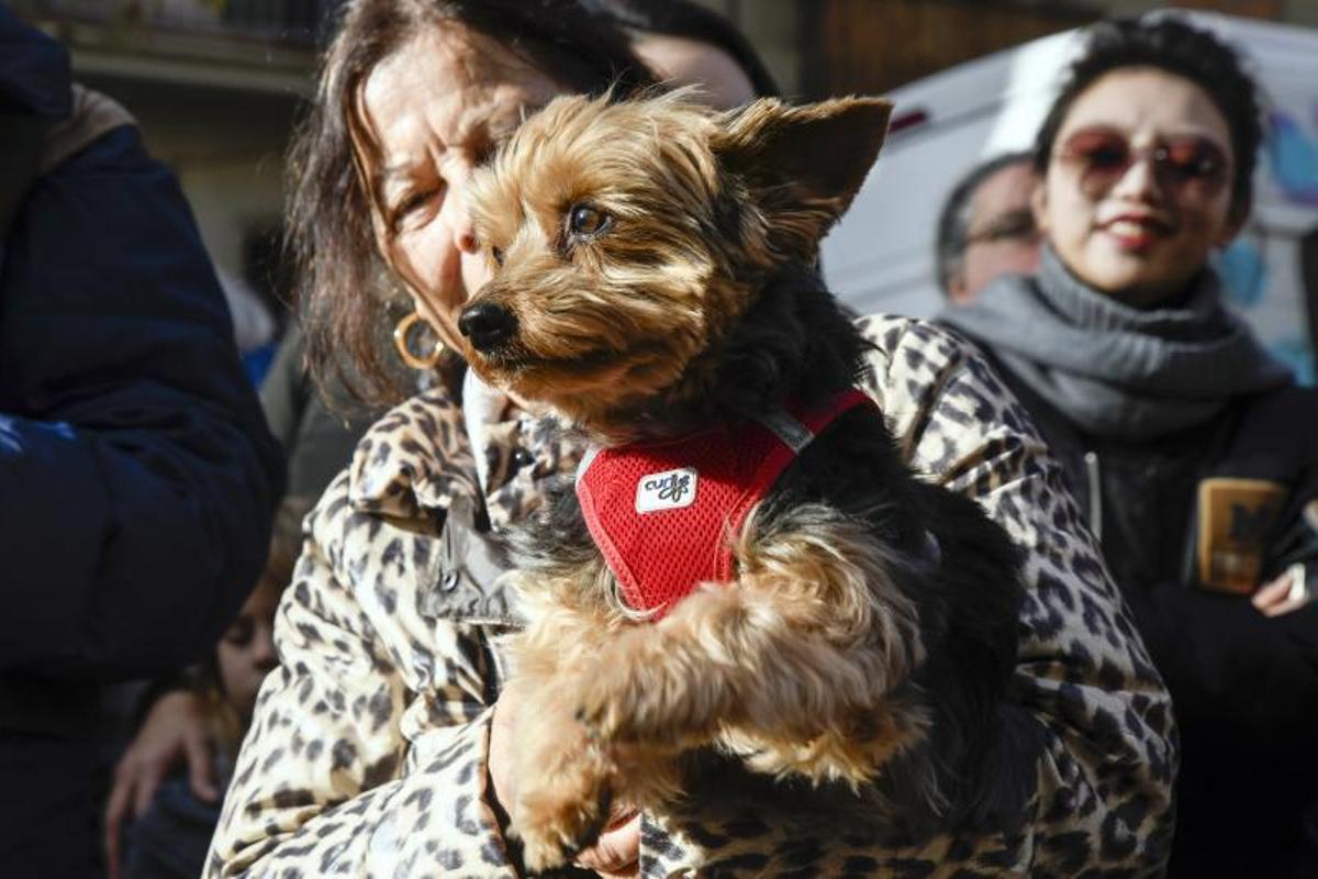 Bendición de animales en Els tres tombs