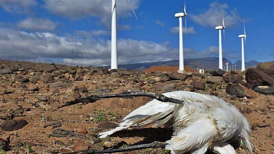 Más renovables, pero con respeto a la biodiversidad | LP/DLP