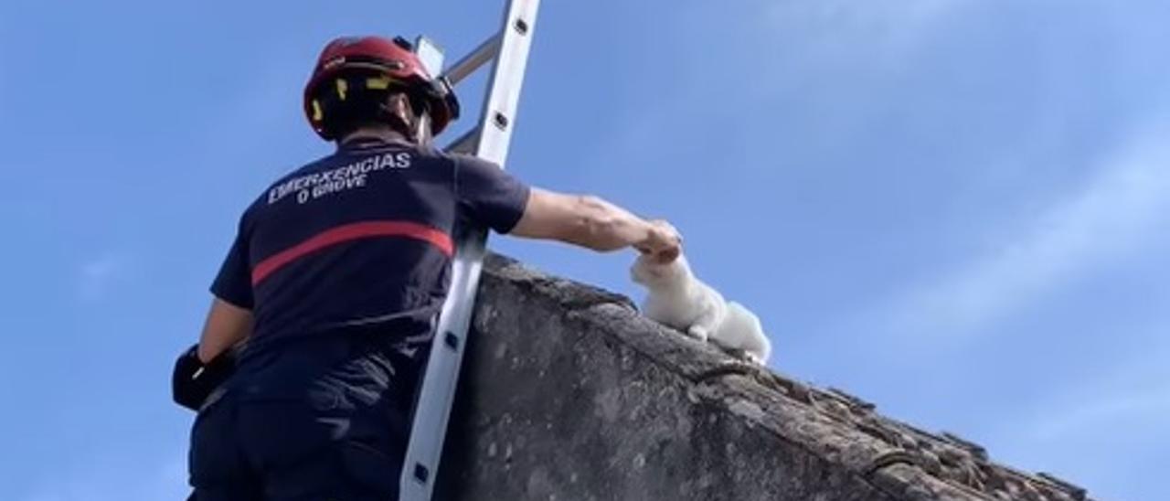 Una imagen capturada del vídeo en el que se muestra el rescate del gato.