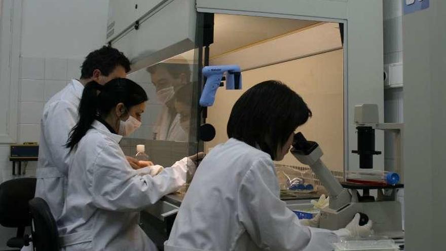 Investigadores gallegos trabajan en un laboratorio.