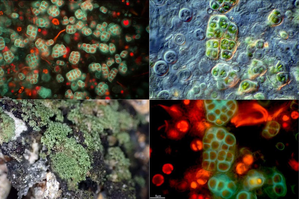diferentes tomas de una cianobacteria del género Gloeocapsopsis fotografiada con diferentes técnicas microscópicas (contraste de interferencia, DIC y epifluorescencia .