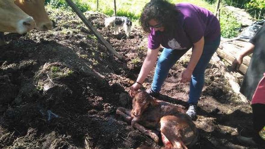 Miembros del BNG de Dozón ayudan a parir a una vaca