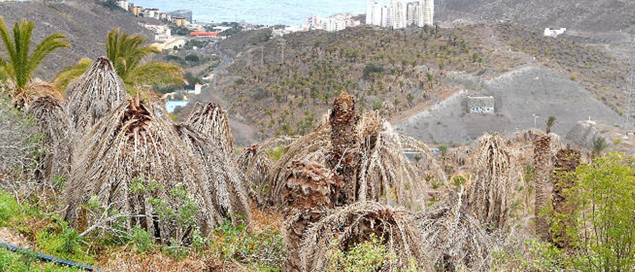 Vista del palmeral abandonado de El Lasso, al fondo el barlrio del Cono Sur, en una imagen de 2013