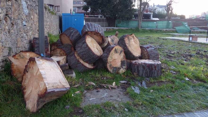 Tala de un pino de gran porte en Hábitat