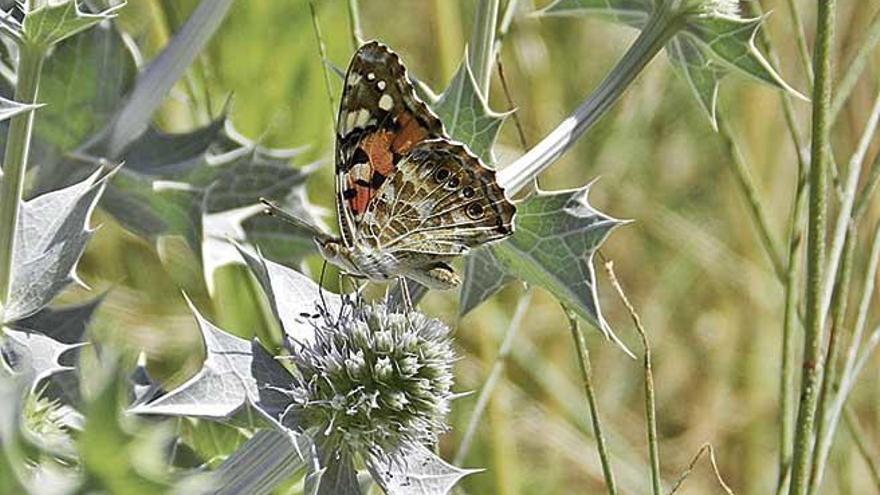 Imagen de la mariposa &#039;Vanessa cardui&#039; que estos dÃ­as ha invadido el valle.