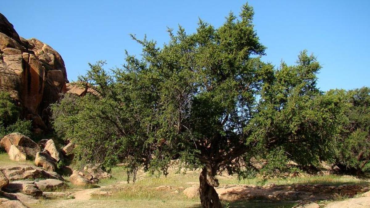 El árbol del argán es propio de Marruecos.