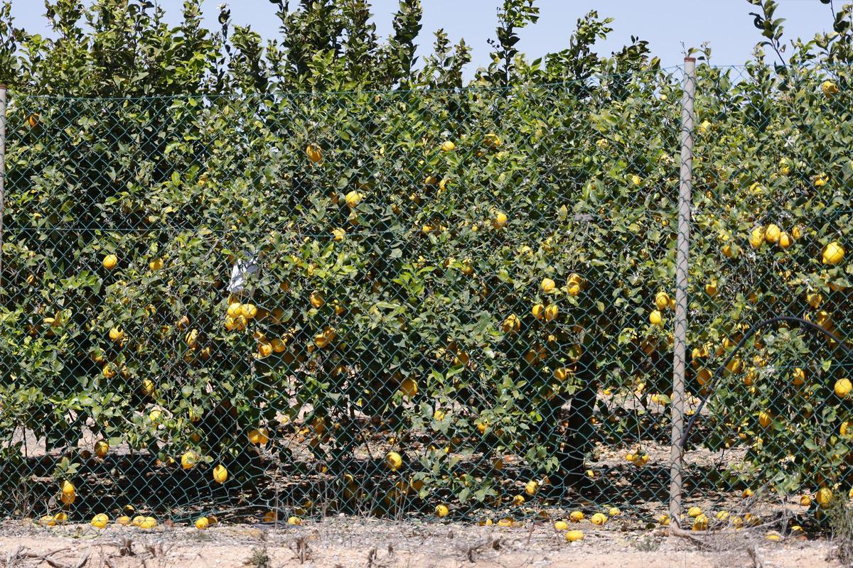 Limoneros de la huerta de Murcia