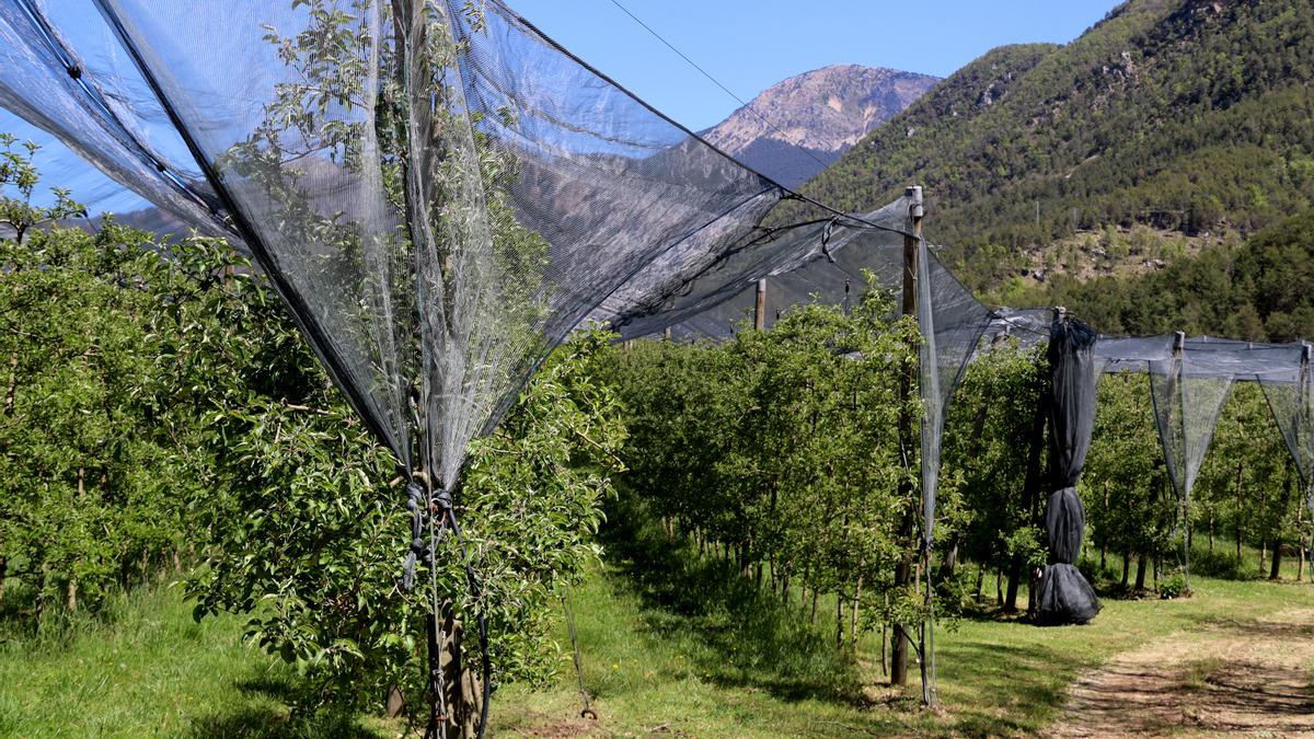 Una plantació de pomes de muntanya a Sant Llorenç de Morunys