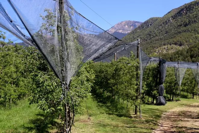 Les glaçades tardanes afecten el 100% de la producció de poma de muntanya del Prepirineu i Pirineu