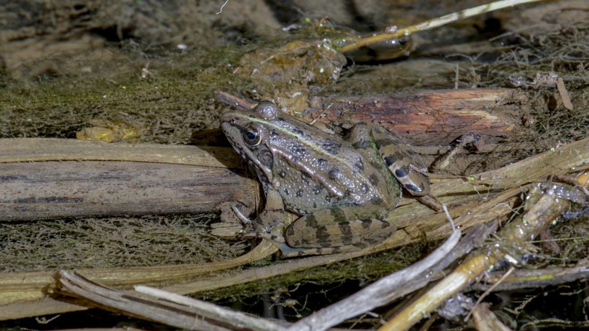 Un oasis de la biodiversidad. Un ejemplar de rana común en la Charca del Rey.