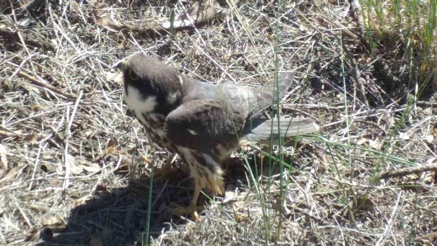 El falcó trobat amb una ala trencada a Montmajor, al Berguedà