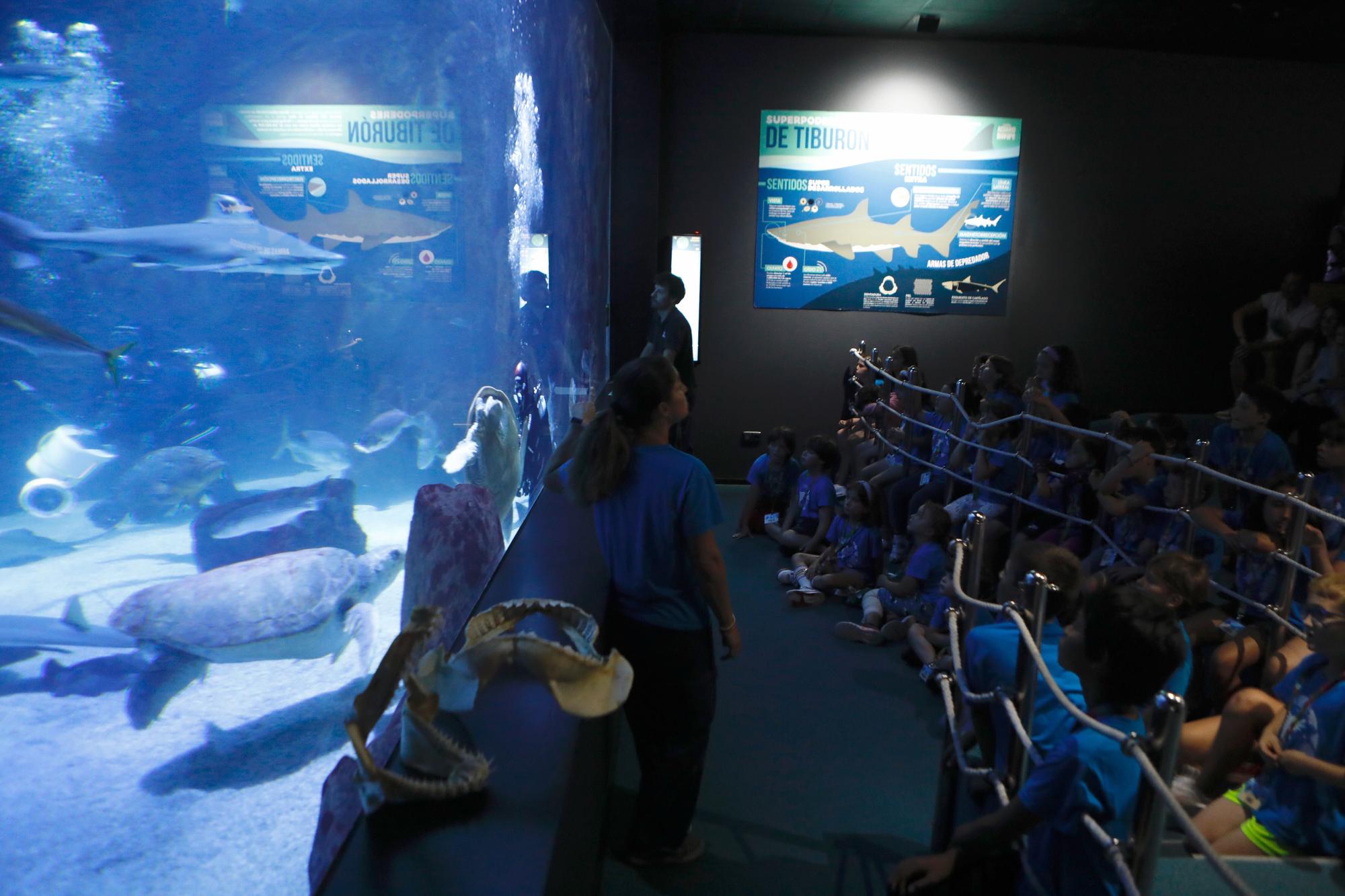 Visita al Acuario que estrena doce nuevas especies