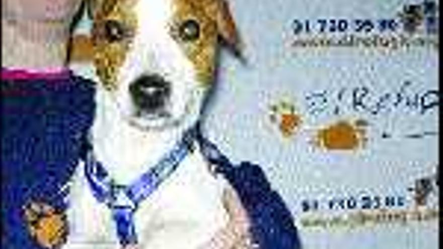 Encuentran a «Snowy», el perro perdido hace 11 días en Barajas