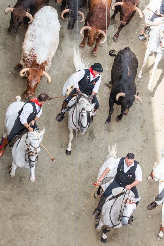 Fotogalería de la segunda Entrada de Toros y Caballos de Segorbe