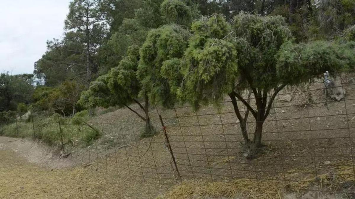 La zona donde atacaron a un rebaño de Puigpelat