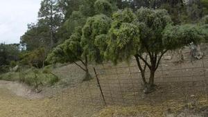 La zona donde atacaron a un rebaño de Puigpelat