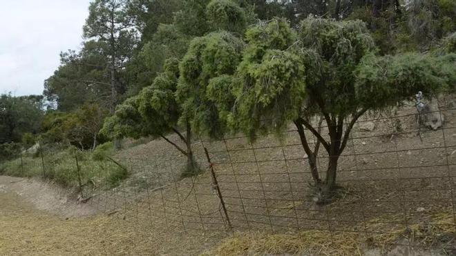 Es un ataque de lobo: el experto Martí Boada analiza la llegada de este depredador al centro de Catalunya