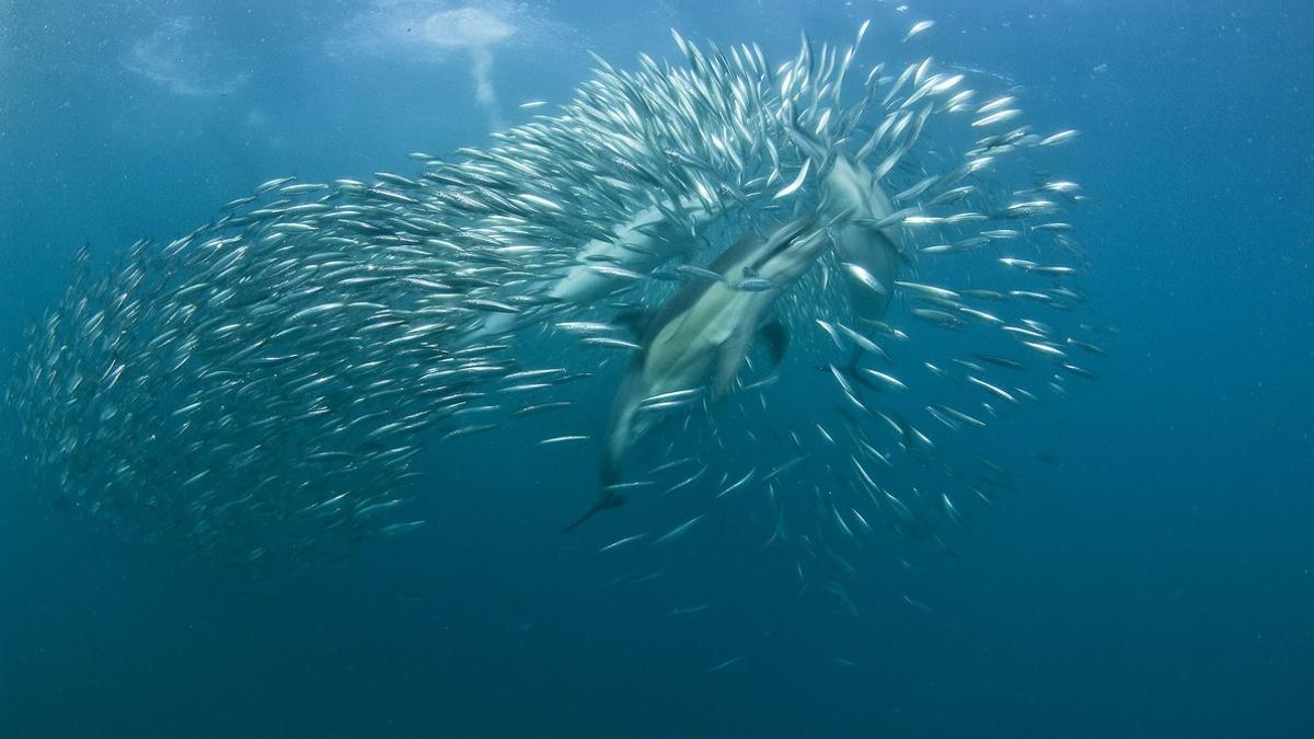 Three common dolphins feed on redeye herring near Port St John