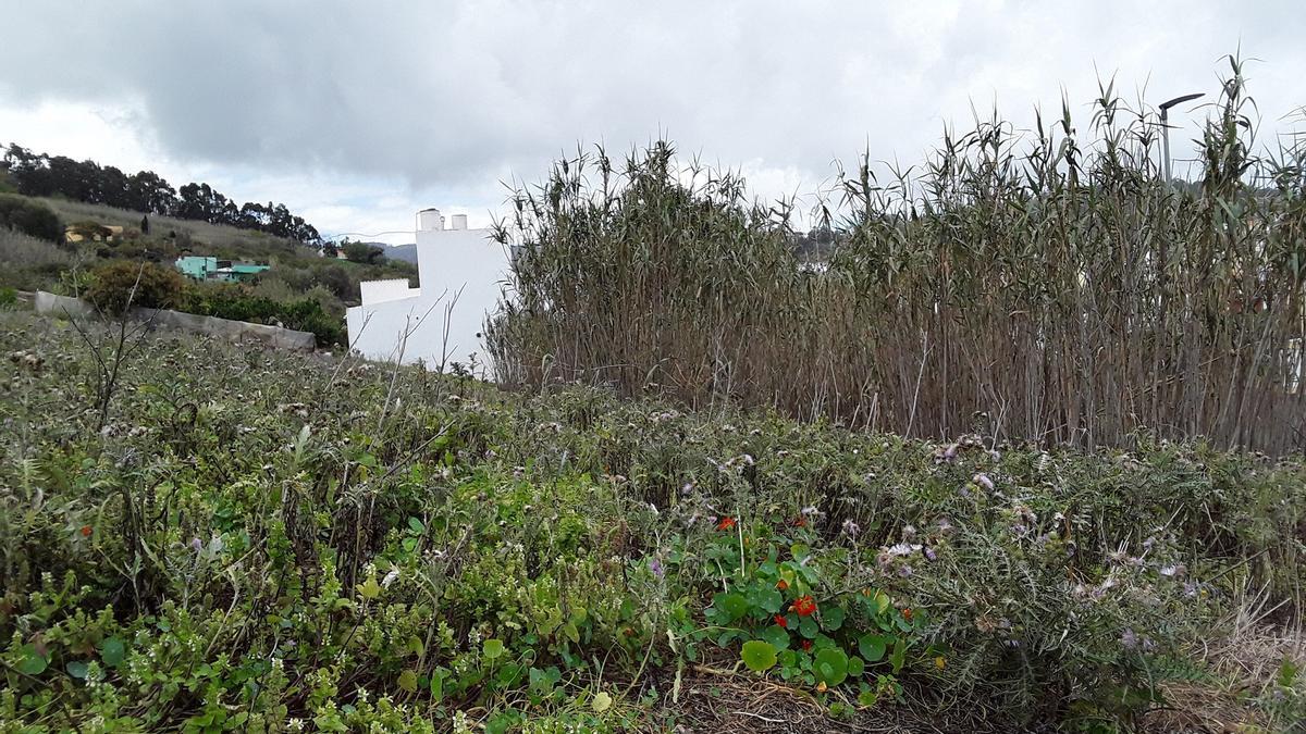 Finca repleta de maleza en el norte de Gran Canaria