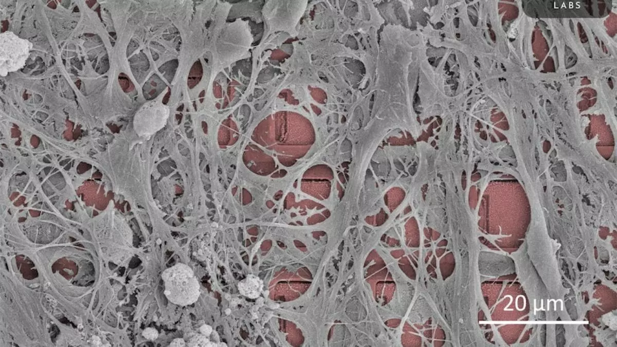 Crean el primer ordenador que integra neuronas humanas en una estructura de silicio