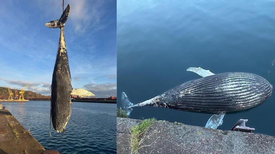Así fue la espectacular retirada de la ballena jorobada hallada muerta en la bahía de Gijón