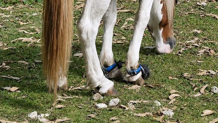Localizan en el monte Xaxán de Moaña a dos caballos con las patas atadas y una cría