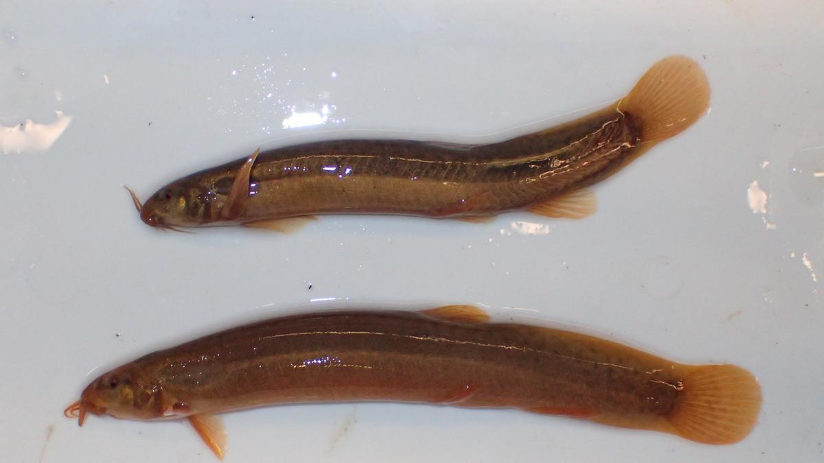 Peces de acuario Parmisgurnus dabryanus