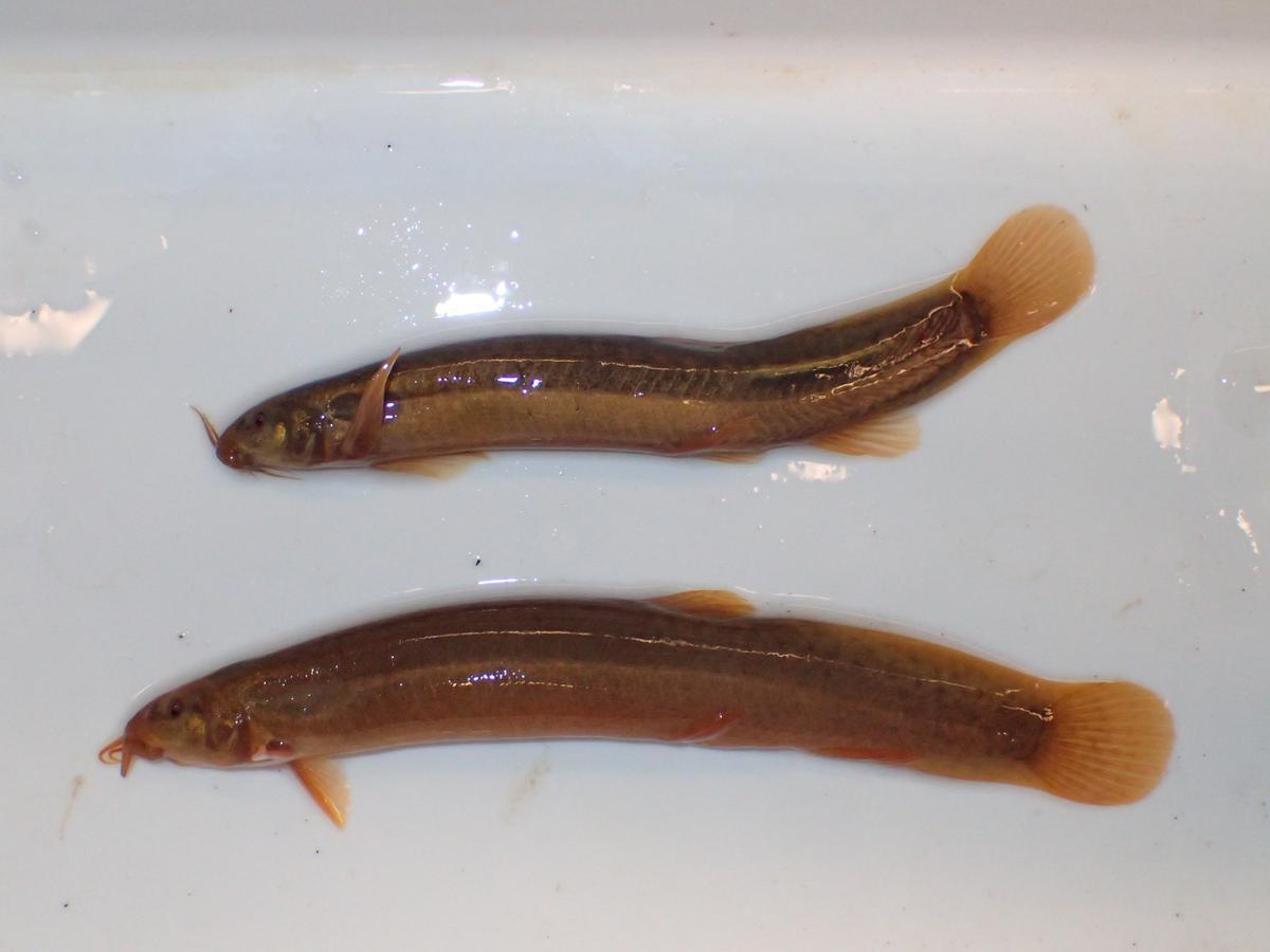 Peces de acuario Parmisgurnus dabryanus