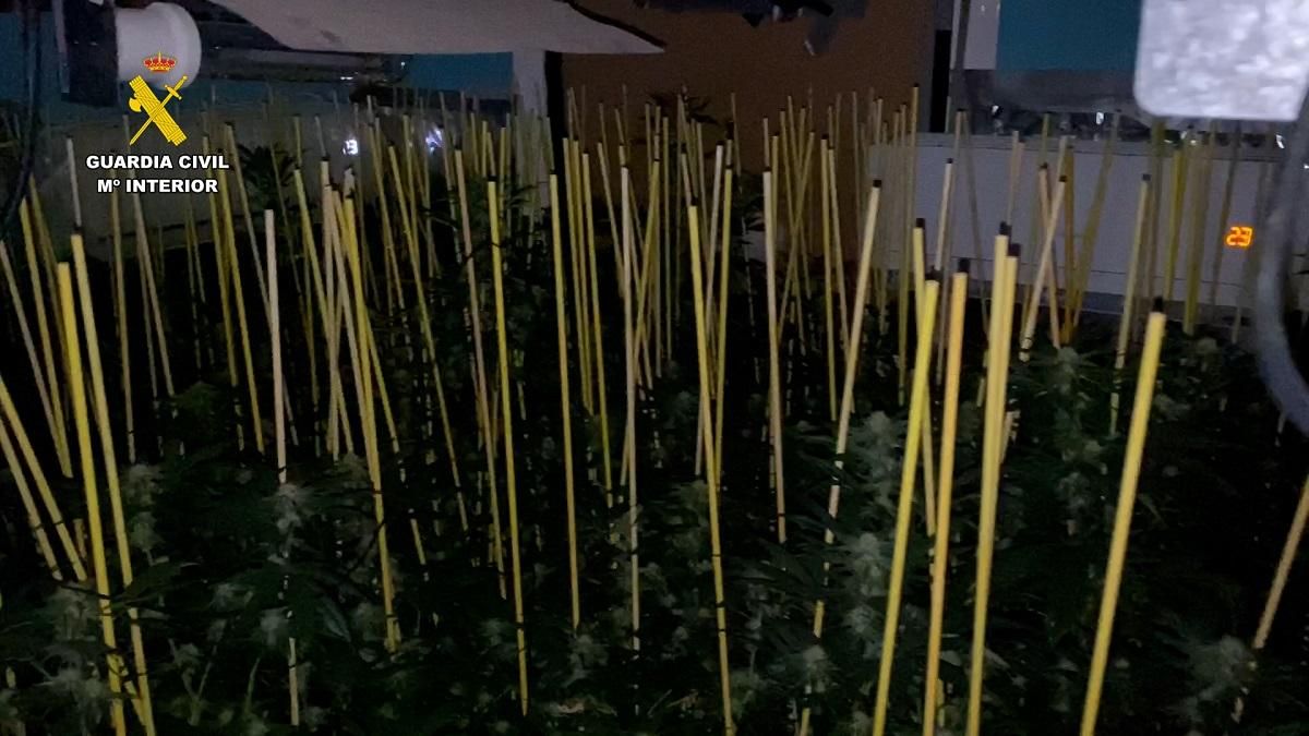 Plantación de marihuana en Almodóvar del Río desmantelada por la Guardia Civil.