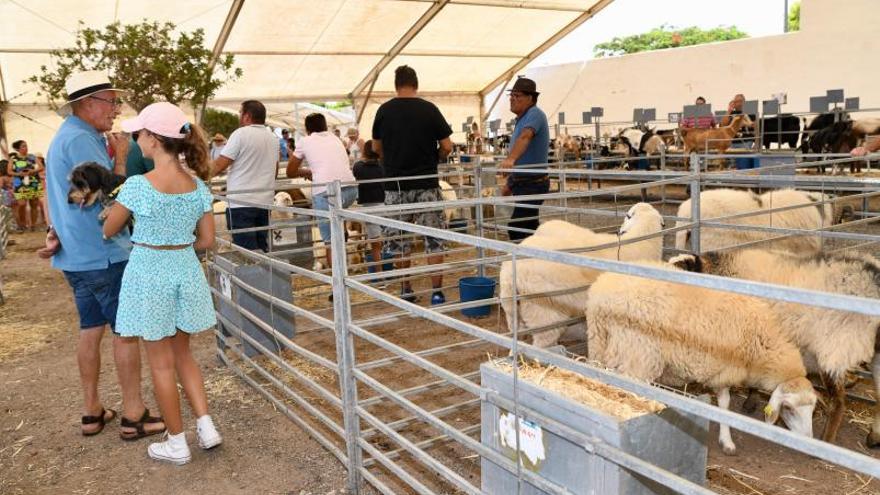 Tiscamanita, cabras y gatos