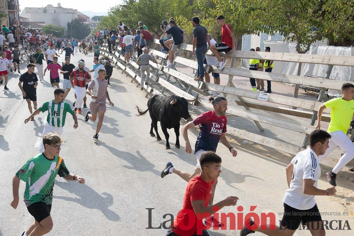 Quinto encierro de la Feria Taurina del Arroz en Calasparra