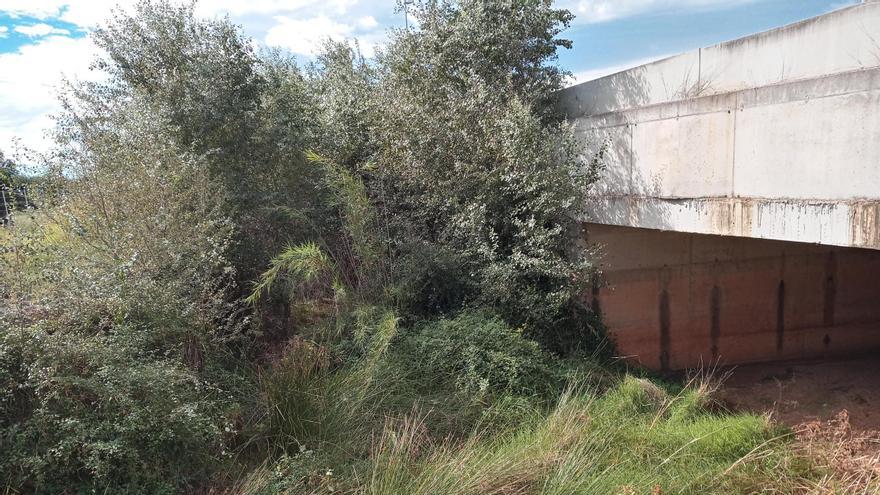 Árboles que han crecido en el barranco de la Casella en una imagen de ayer.