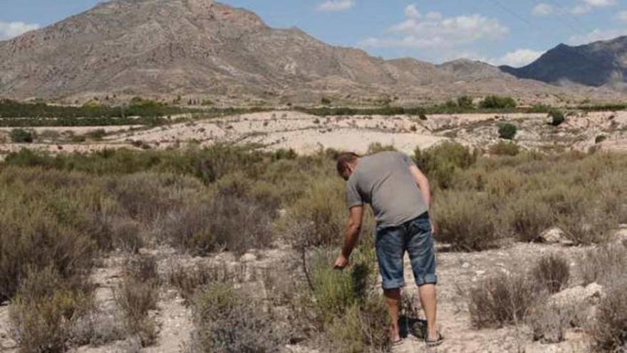 Imagen de los terrenos en los que ubicaría el vertedero comarcal en Albatera.