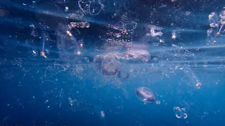 Preveuen un augment de meduses a la costa aquest estiu per les altes temperatures