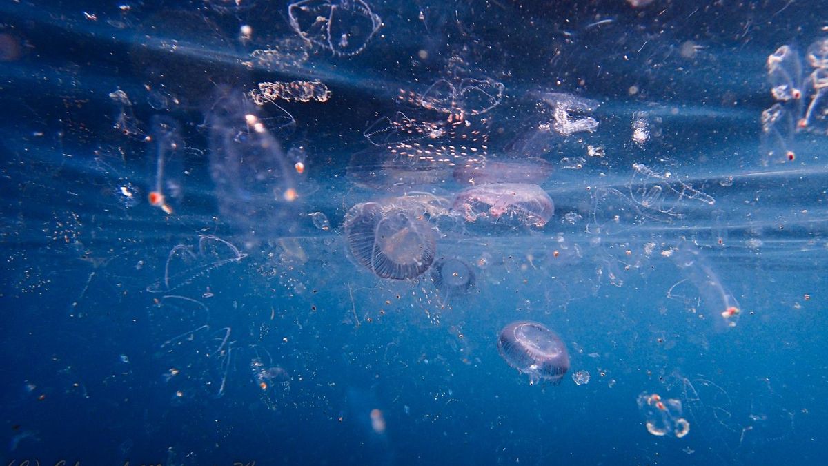 Una imatge d’arxiu de meduses a prop de la superfície del mar.