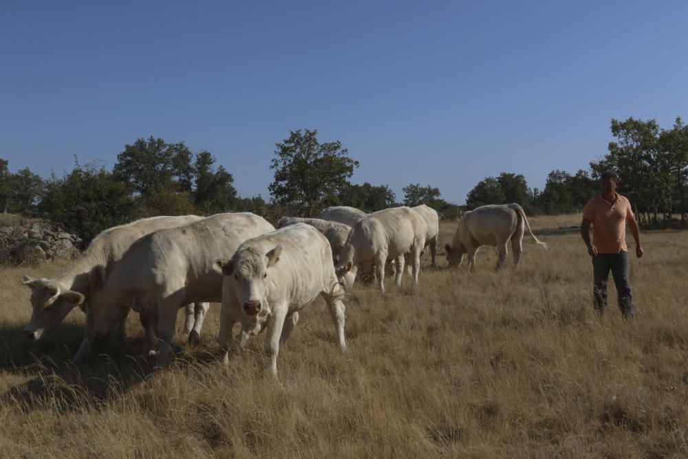 Zamora DesAparece|Bermillo