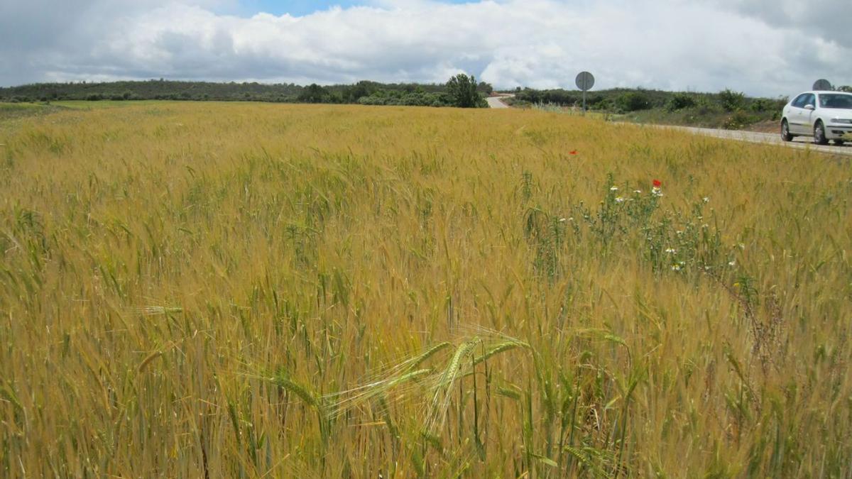 Campo de cereal afectado por la sequía. | LOZ