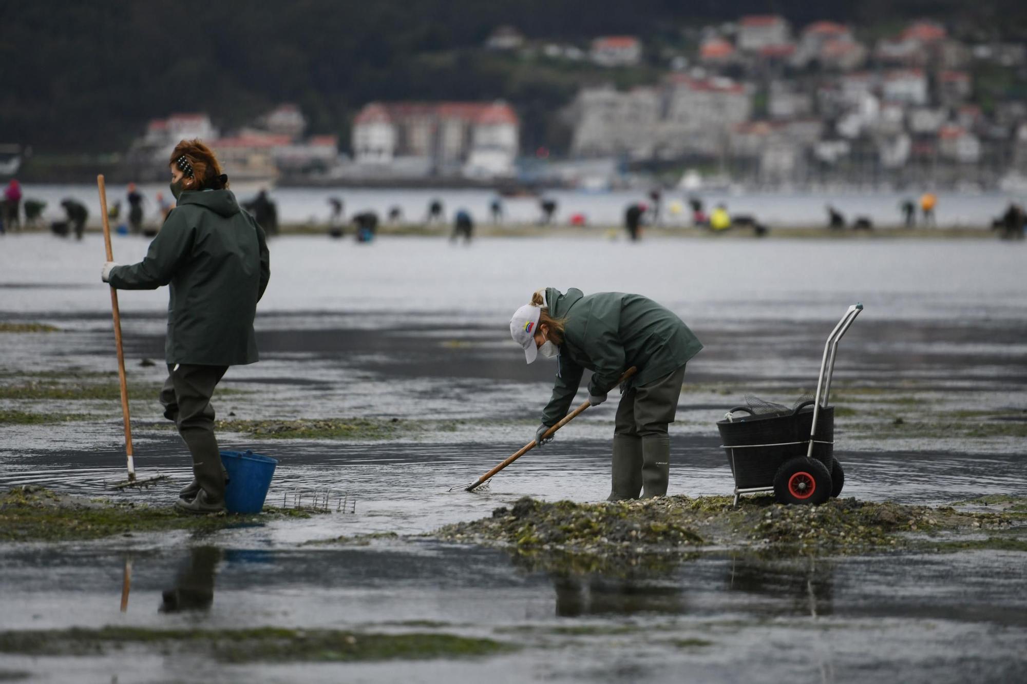 Las mariscadoras vuelven a faenar