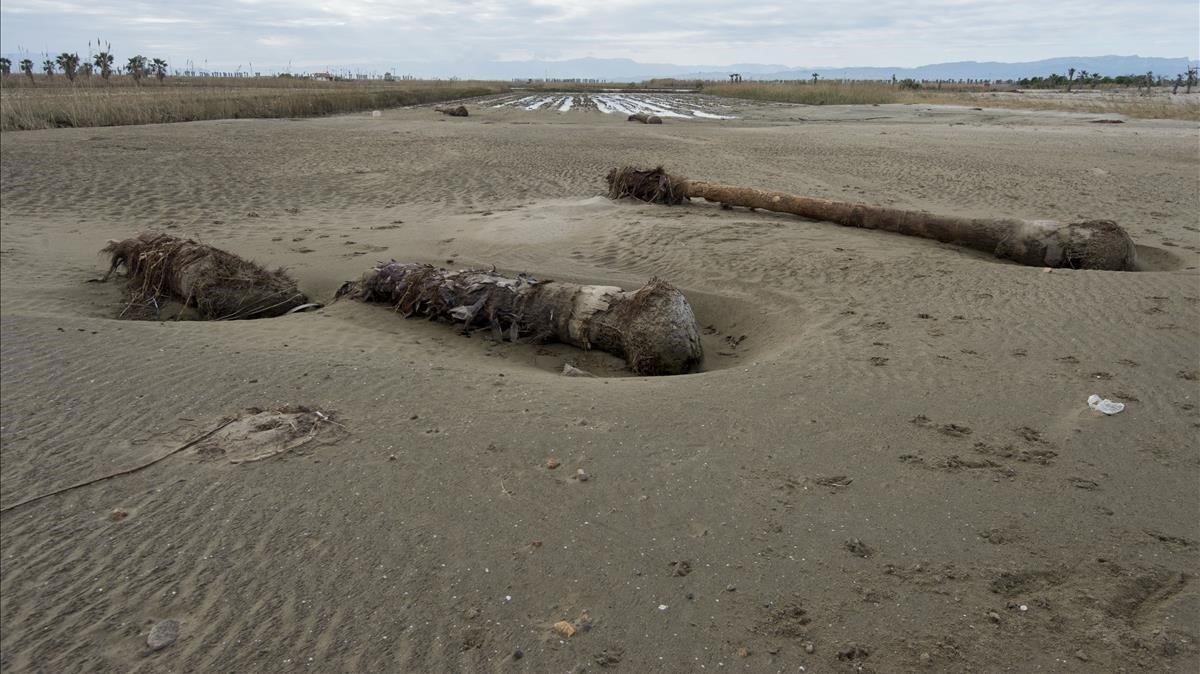 Els forts vents causats per la borrasca Gloria també van arrencar arbres a la zona de la desembocadura del riu Ebre