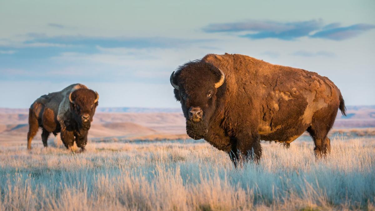 Un viaje prehistórico a Polonia en busca de los bisontes