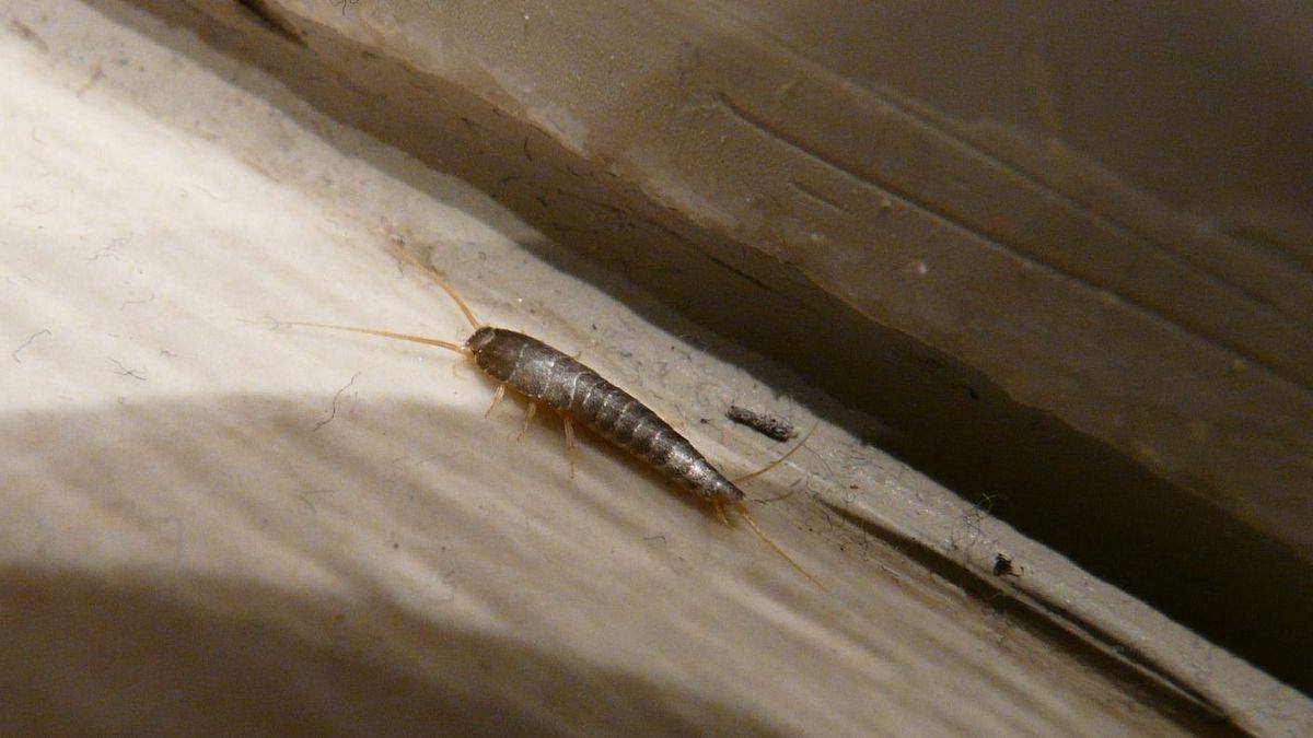 Pececillos de plata: trucos caseros para acabar con estos pequeños insectos.