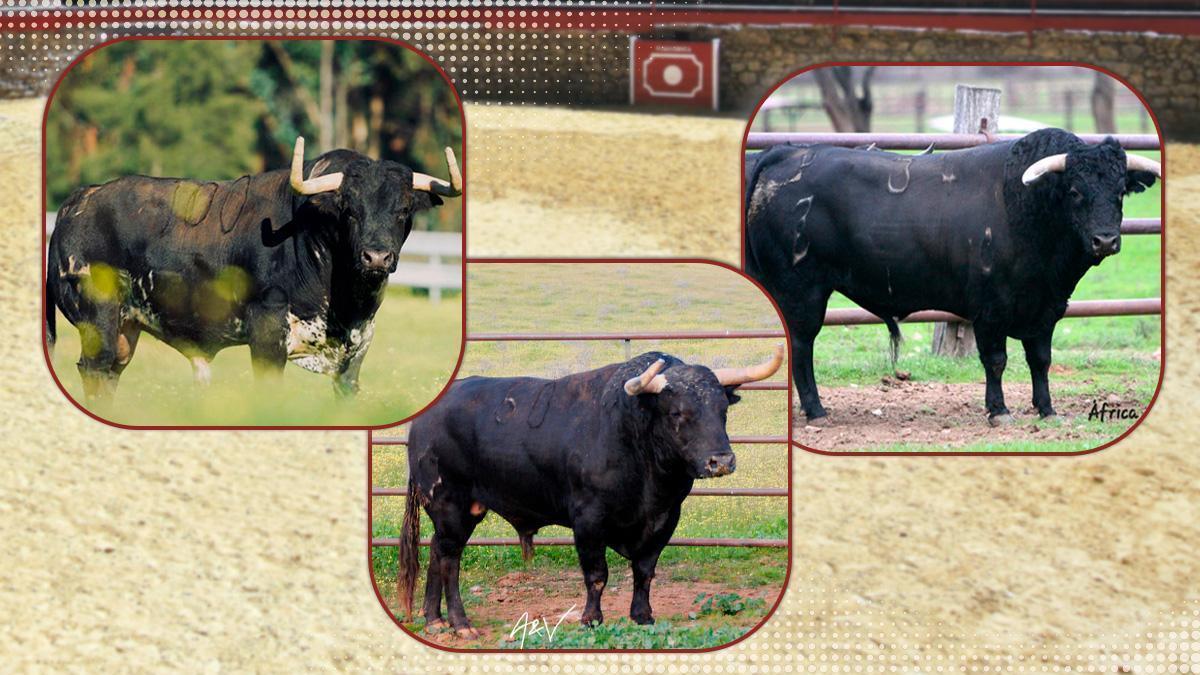 Toros que exhibirán el 26 de abril en la Vall d'Uixó