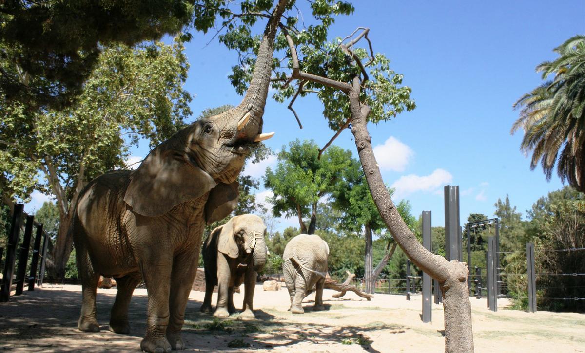 Detingut un home per colar-se al recinte dels elefants del Zoo de Barcelona